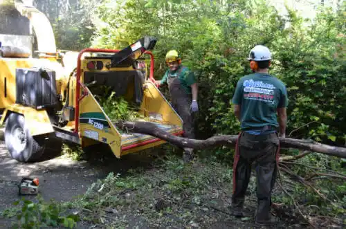 tree services Richmond West